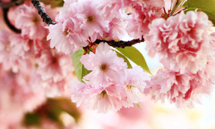 春暖花開時節(jié),2021年博皓“鷹之家”學習組織班委換屆盛典