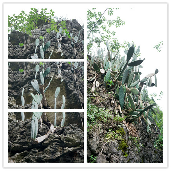 多彩貴州,魅力天下,2021年廣東博皓快樂貴州行-4